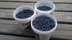 buckets of berries